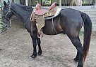 Tennessee Walking - Horse for Sale in Cleveland, TX 77328-86