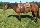 Quarter Horse - Horse for Sale in Albuquerque, NM 87196