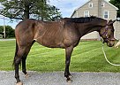 Thoroughbred - Horse for Sale in Lancaster, PA 17516