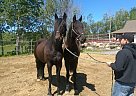 Friesian - Horse for Sale in Quebec, QC J0H 1J