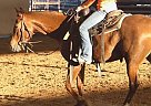 Quarter Horse - Horse for Sale in Fort Worth, NM 87001