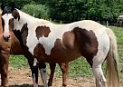 Paint - Horse for Sale in Holliday, MO 65258