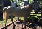 Arabian - Horse for Sale in Fontana, KS 66071