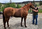 Quarter Horse - Horse for Sale in MONTPELIER, WA 43543