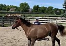 Welsh Pony - Horse for Sale in Bellbrook, OH 46305