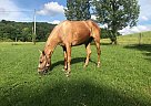 Tennessee Walking - Horse for Sale in Manchester , KY 40962