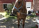 Quarter Horse - Horse for Sale in Saugas, MA 01906