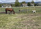 Quarter Horse - Horse for Sale in Hamilton, MT 59840