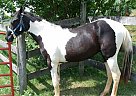 Tennessee Walking - Horse for Sale in Roanoke, VA 24013