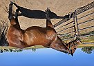 Quarter Horse - Horse for Sale in Durango, CO 81303
