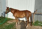 Quarter Pony - Horse for Sale in Ethel, MO 63539