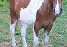 Spotted Saddle - Horse for Sale in Clinton, TN 37716