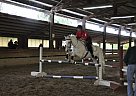 Appaloosa - Horse for Sale in Sandy, UT 84070