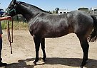 Quarter Horse - Horse for Sale in Ruidoso Downs, NM 88346