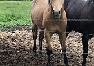 Quarter Horse - Horse for Sale in Plummer, ID 83851