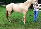 Palomino - Horse for Sale in Matawan, NJ 07747 