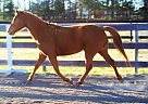 Quarter Pony - Horse for Sale in Aiken, SC 29802