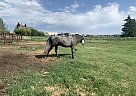 Azteca - Horse for Sale in Red Deer, AB T0M 1V0