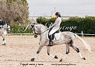 Andalusian - Horse for Sale in Madrid,  28707