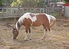 Paint - Horse for Sale in Allegan, MI 