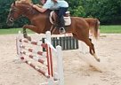 Quarter Horse - Horse for Sale in Gainesville, GA 30507