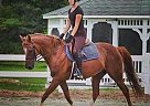 Thoroughbred - Horse for Sale in Virginia Beach, VA 23457