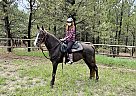 Tennessee Walking - Horse for Sale in Elizabeth, CO 80107