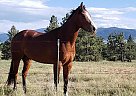 Quarter Horse - Horse for Sale in East Helena, MT 59635