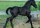 Friesian - Horse for Sale in Milwaukee, WI 53210
