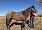 Quarter Horse - Horse for Sale in Ignacio, CO 81137