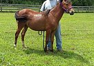 Quarter Pony - Horse for Sale in Gallipolis, OH 45631