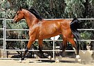 Arabian - Horse for Sale in Visalia, CA 93277