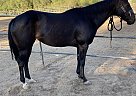 Quarter Horse - Horse for Sale in Riverside, CA 92509