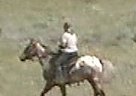 Appaloosa - Horse for Sale in Shawmut, MT 