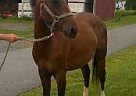 Quarter Horse - Horse for Sale in State College, PA 16801