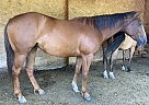 Quarter Horse - Horse for Sale in Edson, AB T7E 3A3