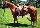 Quarter Horse - Horse for Sale in Fairfax, VT 05454