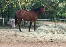 Arabian - Horse for Sale in Smithville, TX 78957