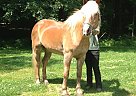 Haflinger - Horse for Sale in Andover, MA 01810
