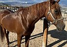 Appendix - Horse for Sale in Pahrump, NV 89060