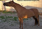 Miniature - Horse for Sale in Yermo, CA 92398