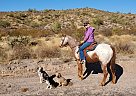 Appaloosa - Horse for Sale in Fountain hills, AZ 82442