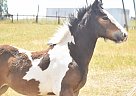 Gypsy Vanner - Horse for Sale in Steamboat Springs, CO 80477