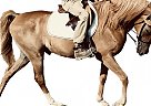 Arabian - Horse for Sale in St.Louis, MO 63026