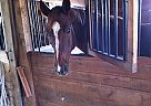 Appendix - Horse for Sale in West Brookfield, MA 