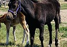 Welsh Pony - Horse for Sale in Medicine Hat, AB T1B 3W4