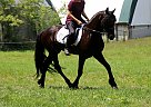 Friesian - Horse for Sale in Sugarcreek, OH 44681