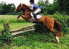 Welsh Pony - Horse for Sale in MONKTON, MD 21111