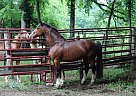 Welsh Cob - Horse for Sale in Lewisburg, TN 37091