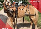 Haflinger - Horse for Sale in Jackson, MO 63755